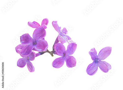 fresh lilac flowers close up isolated on white background