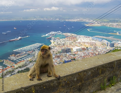 View on north part of Gibraltar with macaque © raimund14