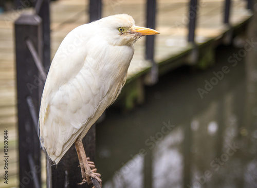 Snowy Egret. White egret, also known as egretta thula, perched on a railing in the coastal South Carolina low country.