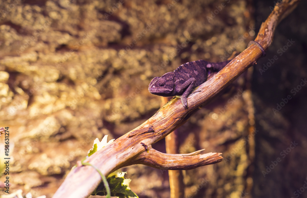 Fototapeta premium Live wild reptiles lizards shot close-up in nature 