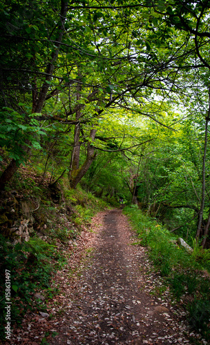 The Enchanted Forest