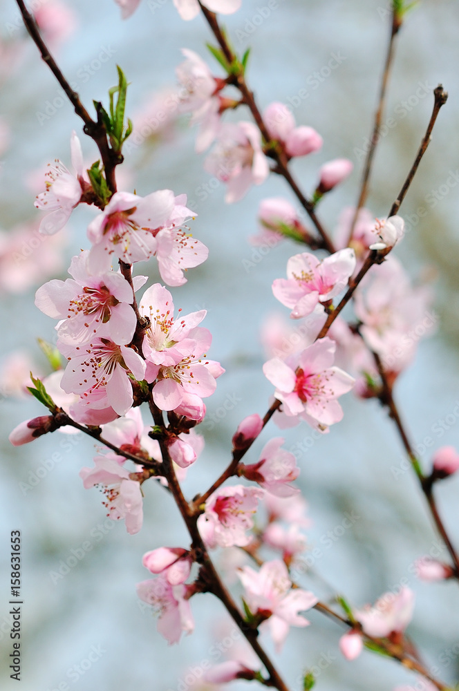 beautiful closeup spring blossoming tree beautiful closeup spring blossoming tree