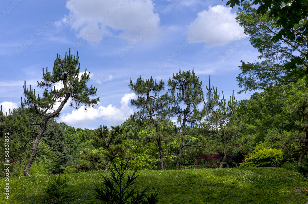 Obraz premium Pine trees