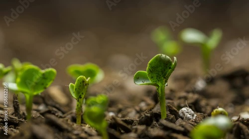 Seed time lapse of growing vegetable seeds low angle macro. photo