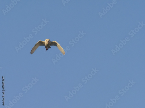 Barn owl  Tyto alba