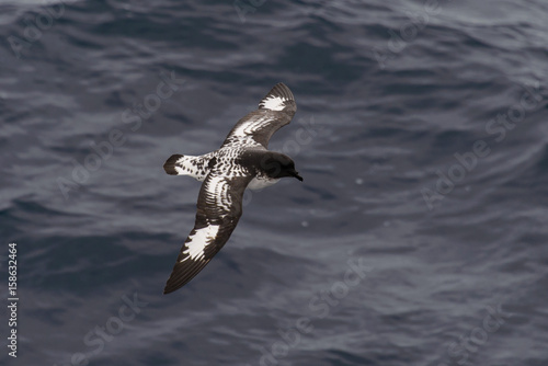 Antarctic petrel  Thalassoica antarctica 