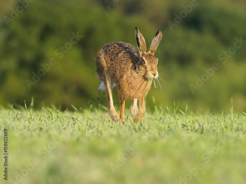 Fototapeta Naklejka Na Ścianę i Meble -  European brown hare, Lepus europaeus