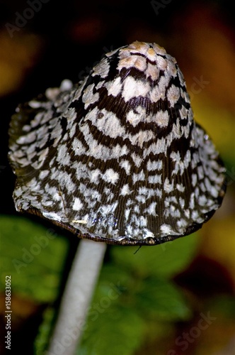 Black and white mushroom