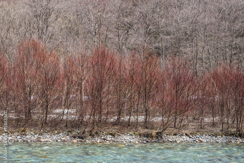 Many no leave trees on river side. Ending of winter and starting to spring season