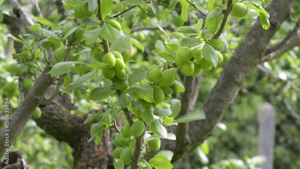 Summertime. First still green and immature apricots on a tree in the Drome, France. Summertime. First still green and immature apricots on a tree in the Drome, France.