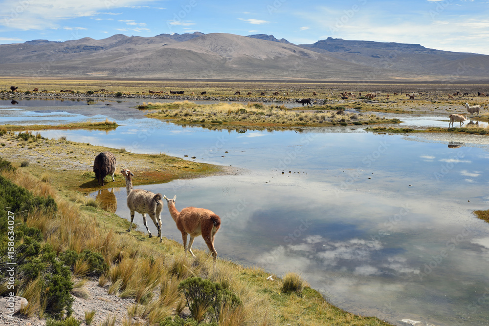 Vigognes et lamas dans l'altiplano andin au Pérou
