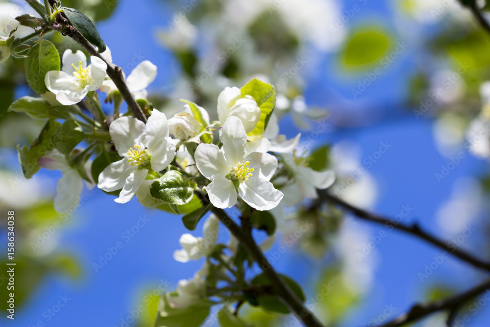 Apple tree flower against a blue sky on a sunny summer day. Apple tree flower against a blue sky on a sunny summer day.