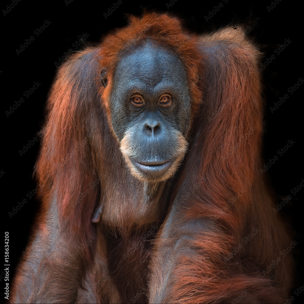 Portrait of Asian orangutan on black background Portrait of Asian orangutan on black background