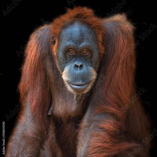 Portrait of Asian orangutan on black background