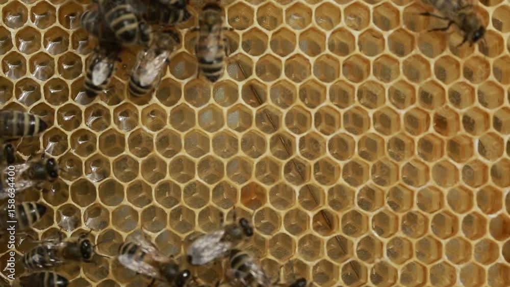 A Beekeeper At Apiary Among Hives A Beekeeper At Apiary Among Hives