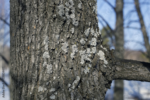 Fototapeta Naklejka Na Ścianę i Meble -  Deprive the trunk of a tree in the forest