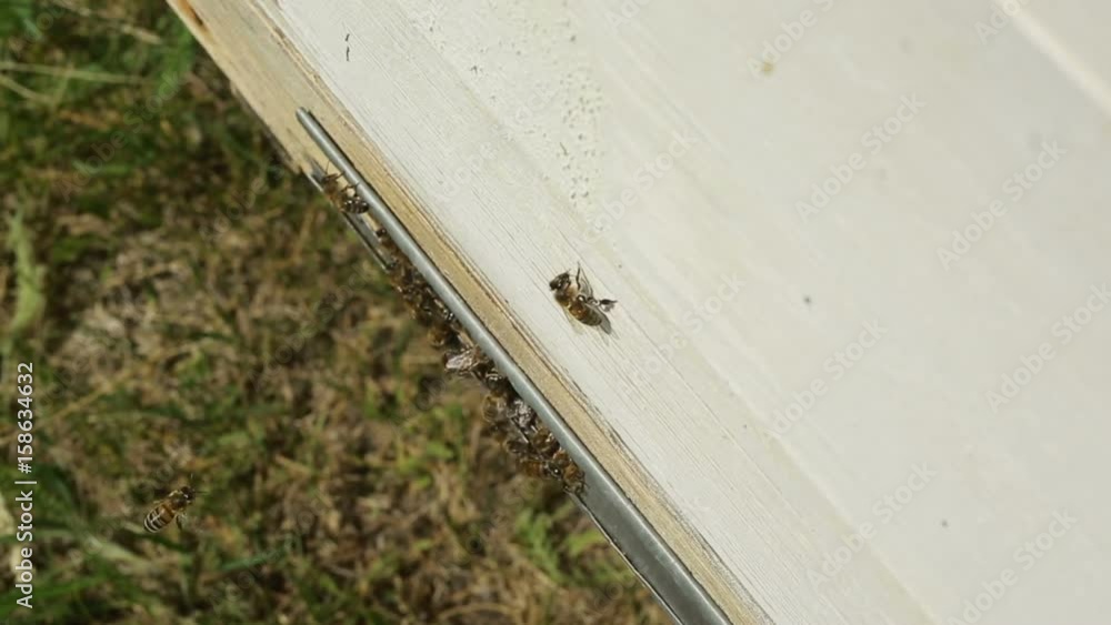 Bees On The Entrance To The Hive During Bees On The Entrance To The Hive During