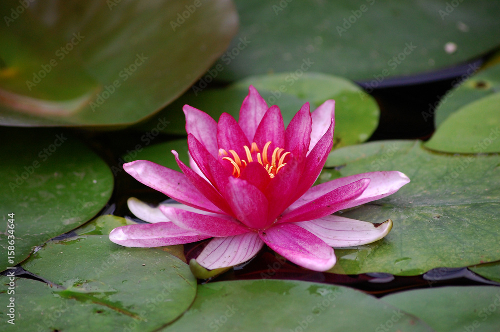 Water lilly