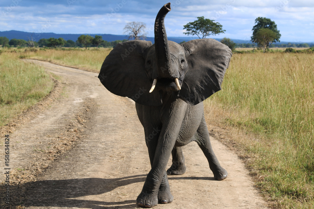 Fototapeta Safari landscapes in Tanzania, Africa. Travel africa. Wildlife background.