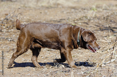 Chocolate Labrador retrieving food photo