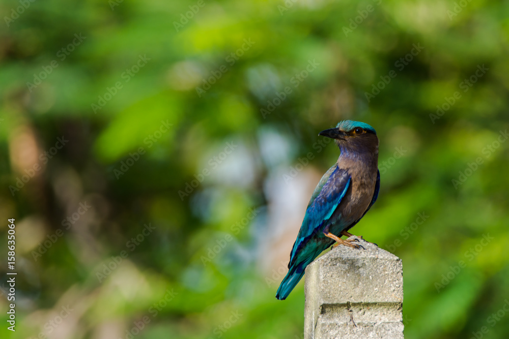 Obraz premium Bird