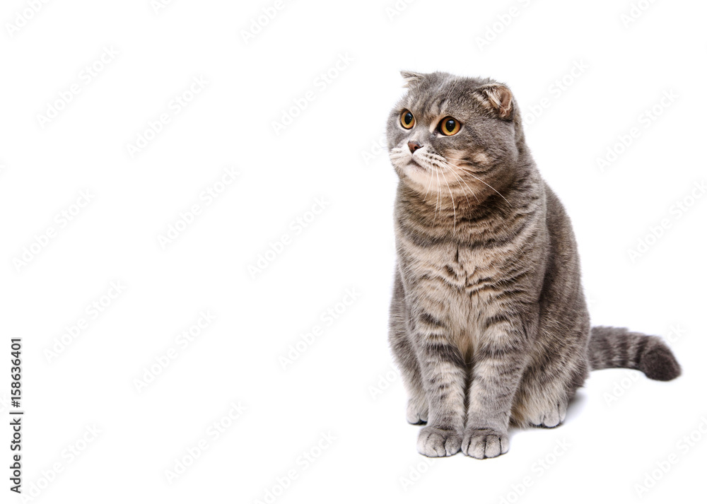 Gray lop-eared cat on white background isolated