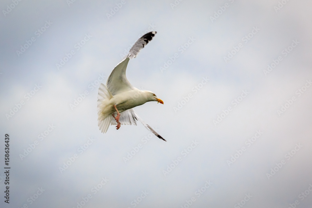 Obraz premium Herring gull catching an insect