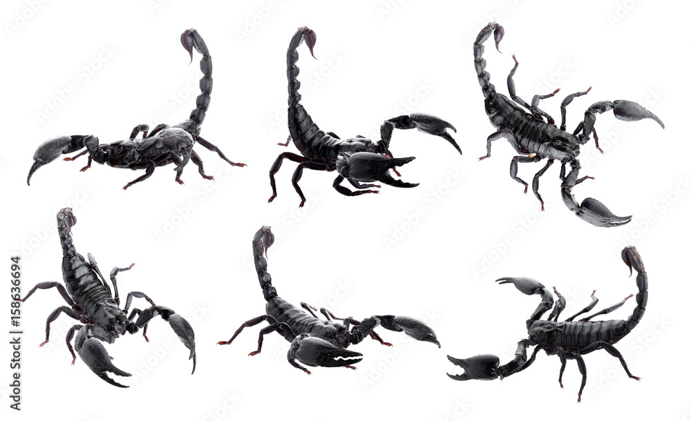 Black scorpions isolated on a white background Black scorpions isolated on a white background