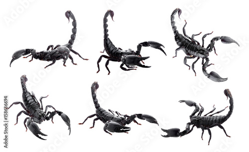 Black scorpions isolated on a white background © kaiskynet