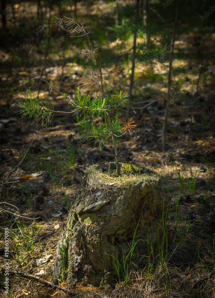 A pine tree sapling on an old stump lit with bright sun in the forest A pine tree sapling on an old stump lit with bright sun in the forest