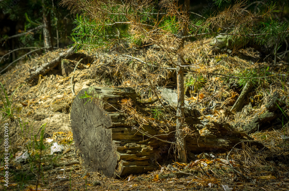 A pine tree sapling by the old stump lit with bright sun in the forest A pine tree sapling by the old stump lit with bright sun in the forest