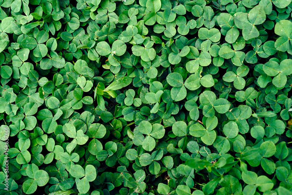 Background of fresh green leaves. Green leaves background. Green background with leaves. Flat lay, free space. Nature background Background of fresh green leaves. Green leaves background. Green background with leaves. Flat lay, free space. Nature background
