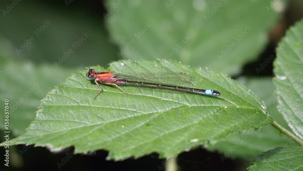 Red-eyed Damselfly ( Erythromma najas ) on a leaf Red-eyed Damselfly ( Erythromma najas ) on a leaf