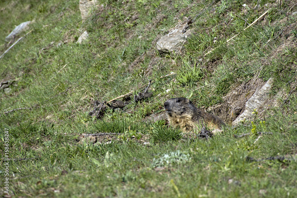 La marmotta esce con cautela dalla tana La marmotta esce con cautela dalla tana