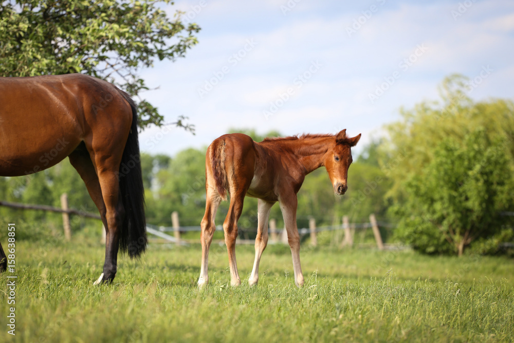 Obraz premium Fohlen