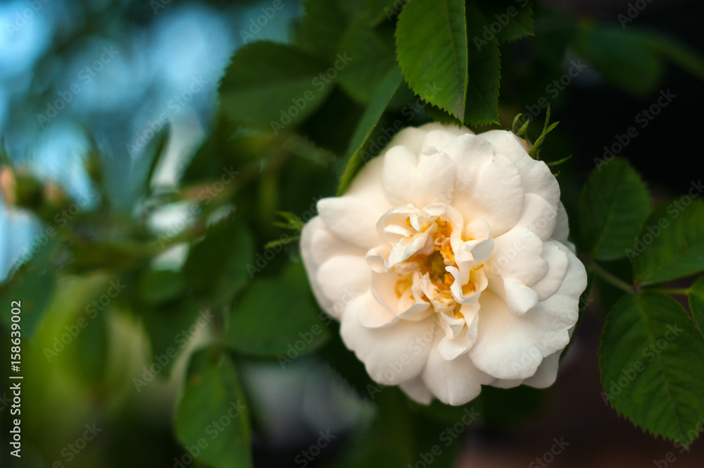 Blooming white fresh rose. White roses on a bush in a garden. Close-up of garden rose. Blooming white fresh rose. White roses on a bush in a garden. Close-up of garden rose.
