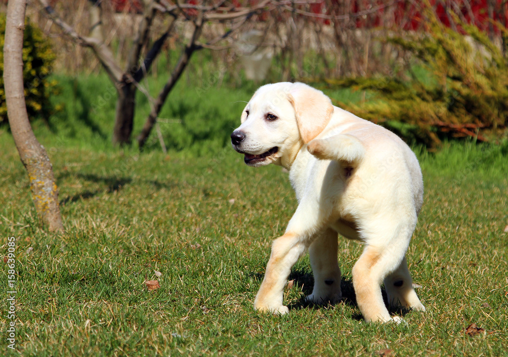yellow happy labrador puppy in garden yellow happy labrador puppy in garden