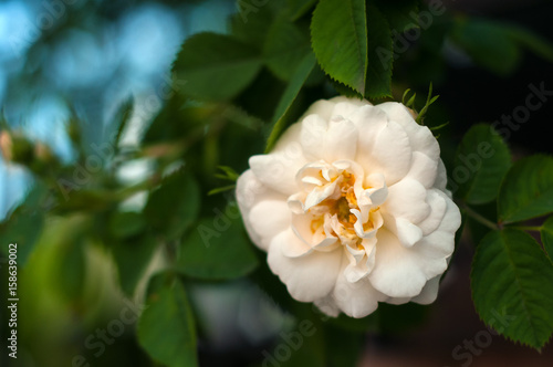 Blooming white fresh rose. White roses on a bush in a garden. Close-up of garden rose.