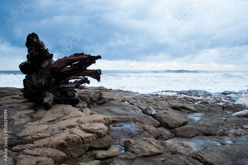 treetrunk on rocks umdloti