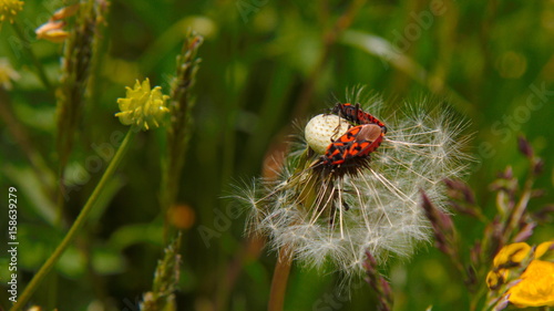 Two bugs sharing a dandelion
