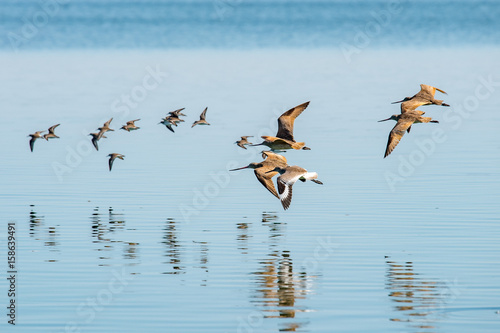 Canvas Print baja california birds flying over water
