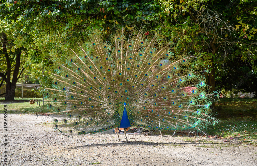 Obraz premium Blauer Pfau im Park - Pavo Cristatus