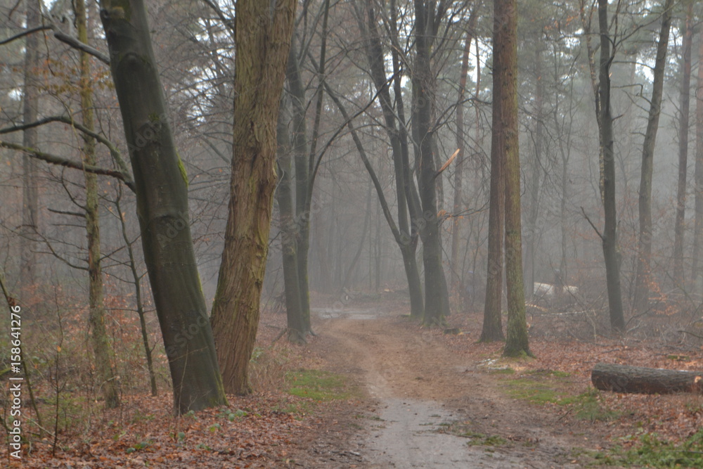winterse laan in de nevilige Kruisbergse bossen met geheimzinnig wit paard winterse laan in de nevilige Kruisbergse bossen met geheimzinnig wit paard