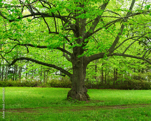 Fototapeta Naklejka Na Ścianę i Meble -  Old linden tree in a parklike setting.