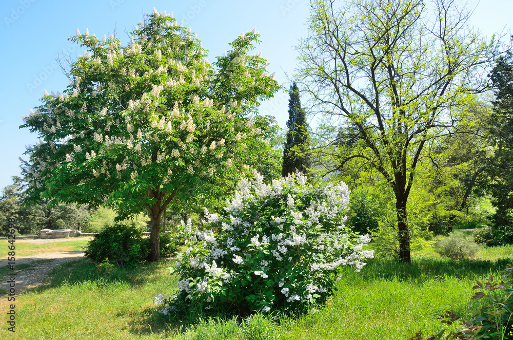 Fototapeta premium Парковая зона на Историческом бульваре в городе Севастополь 