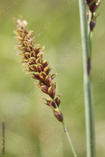 Carex flacca Schreb. subsp. Flacca