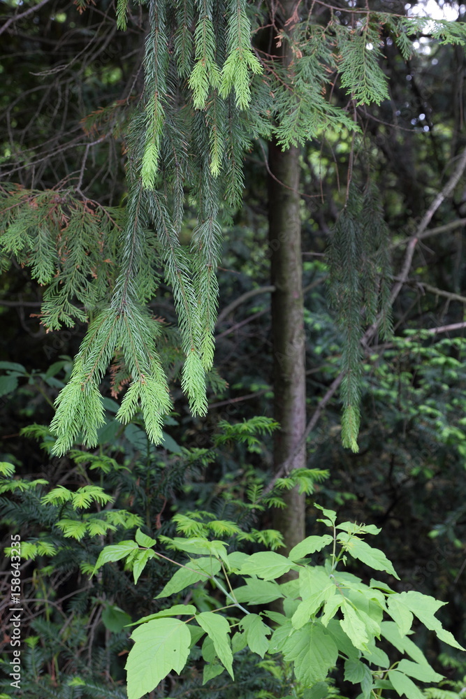 Fototapeta premium Fir in the botanical garden