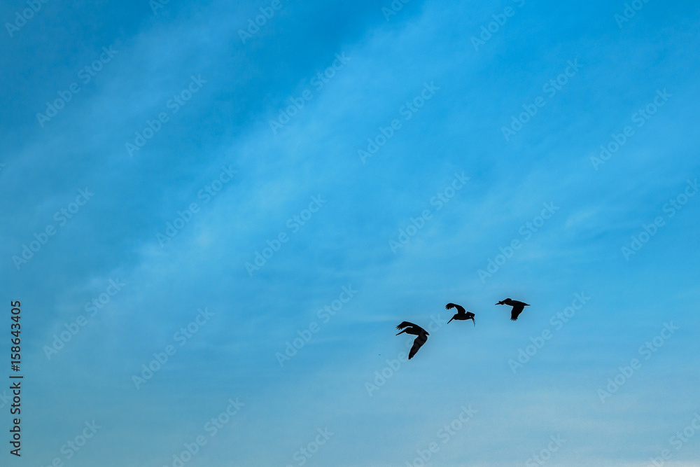 Group of Birds Flying