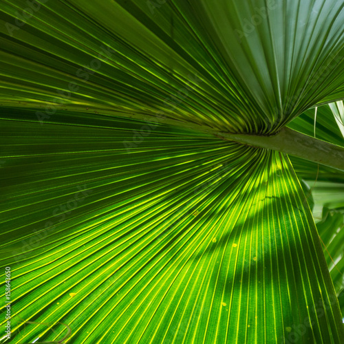 Ein Palmwedel einer Washington Palme  Washingtonia filifera