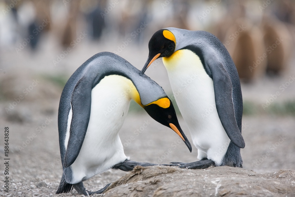 Fototapeta premium King Penguin mating ritual